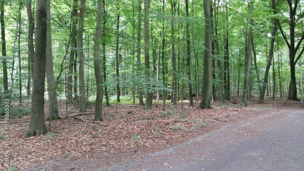 Obraz premium a nice view of green trees in autumn