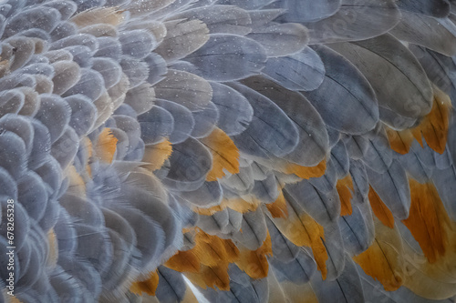 Sandhill Feathers