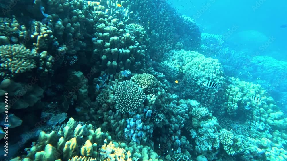 Video of beautiful underwater life with lots of fishes and coral reef Video of beautiful underwater life with lots of fishes and coral reef