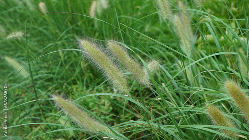 Nature grass of foxtails on the filed photo