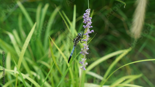 Orthetrum melania dragonfly sitting on a blade of grass photo