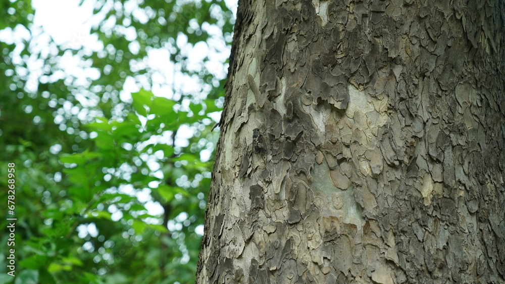 Cicadas on a summer tree