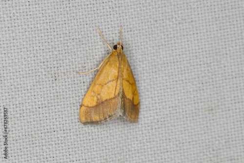 Evergestis limbata is a species of moth of the grass moth family Crambidae. On curtain. photo