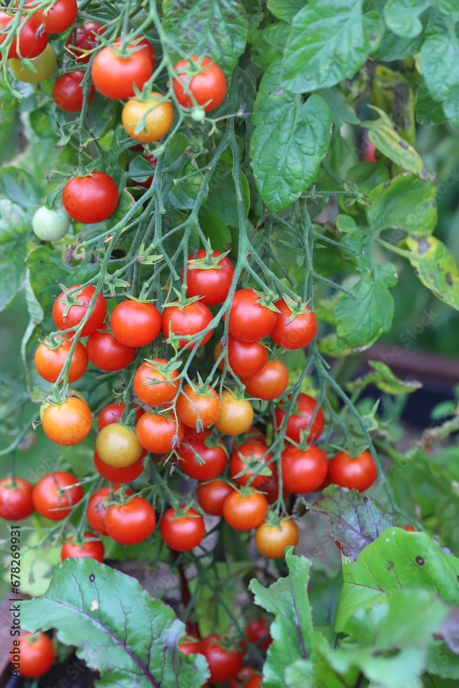 A closeup of rip cherry tomatoes growing in a garden under the sunlight with a blurry background