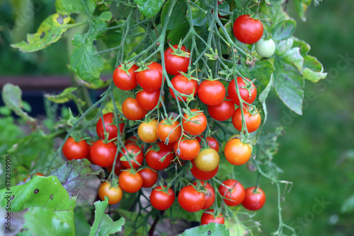 A closeup of rip cherry tomatoes growing in a garden under the sunlight with a blurry background