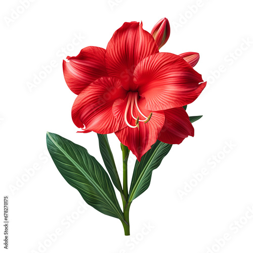 Natural red amaryllis flower