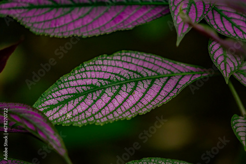purple and green plant