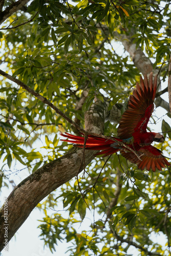 red and yellow macaw