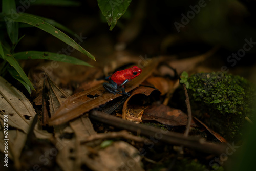 Red Posion Dart Frog
