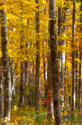 Colorful view of vibrant autumn colors in the forest of North Carolina, USA.