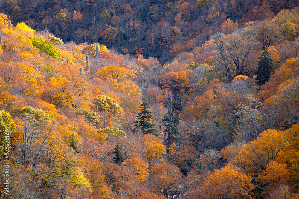 High angle view of vibrant autumn colors in the Blue Ridge Mountains of North Carolina, USA