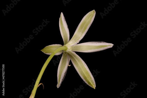 Garden Star-of-Bethlehem (Ornithogalum umbellatum). Flower Closeup photo