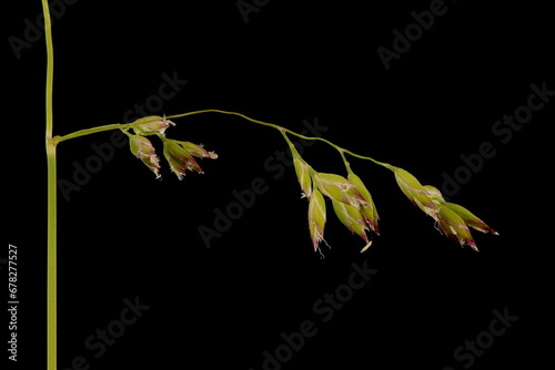Smooth Meadow Grass (Poa pratensis). Inflorescence Detail Closeup photo