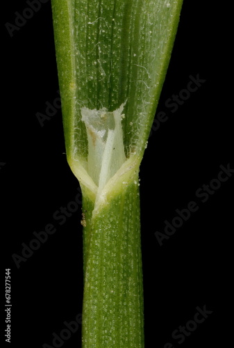 Smooth Meadow Grass (Poa pratensis). Ligule and Leaf Sheath Closeup photo