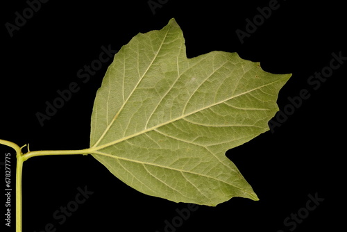 Obraz na plátne Guelder Rose (Viburnum opulus). Leaf Closeup