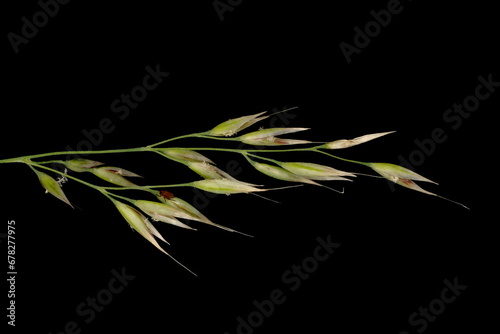 Korean Feather Reed Grass (Calamagrostis arundinacea). Inflorescence Detail Closeup photo