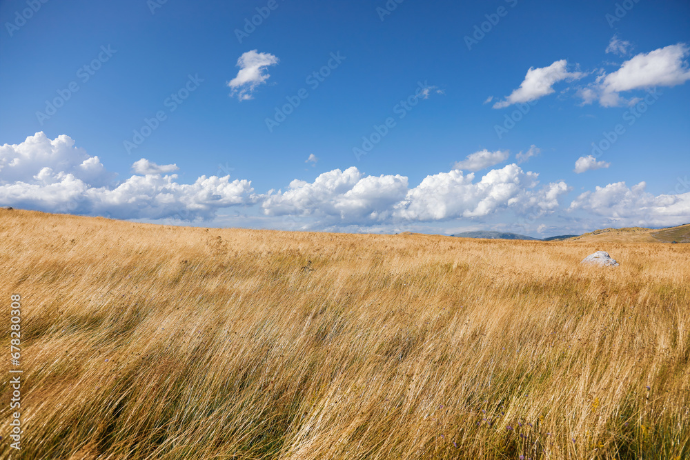 grass and sky