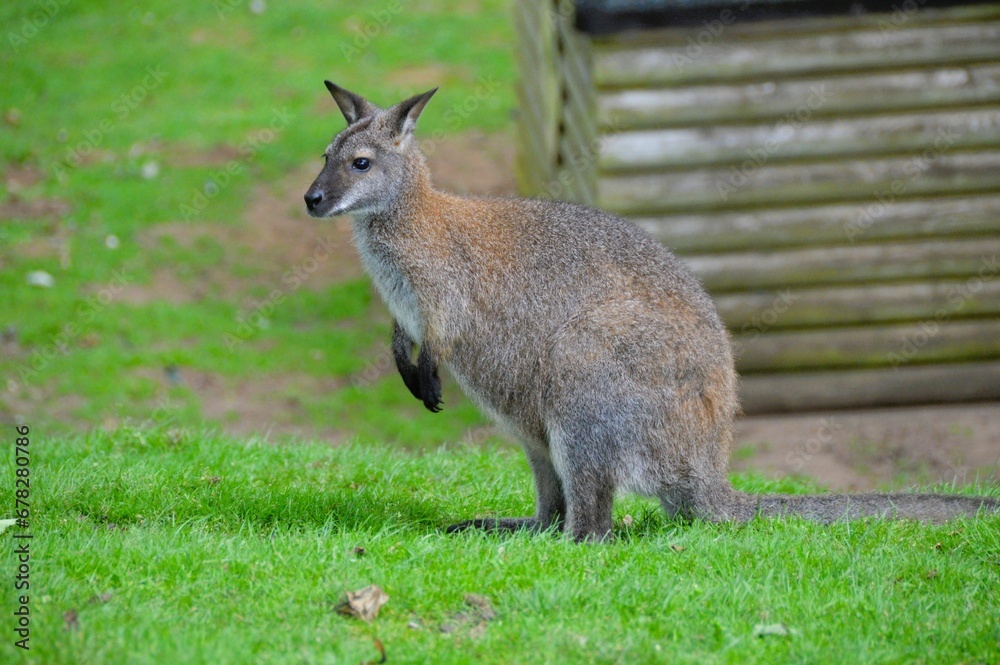 Beautiful view of a kangaroo at the zoo Beautiful view of a kangaroo at the zoo