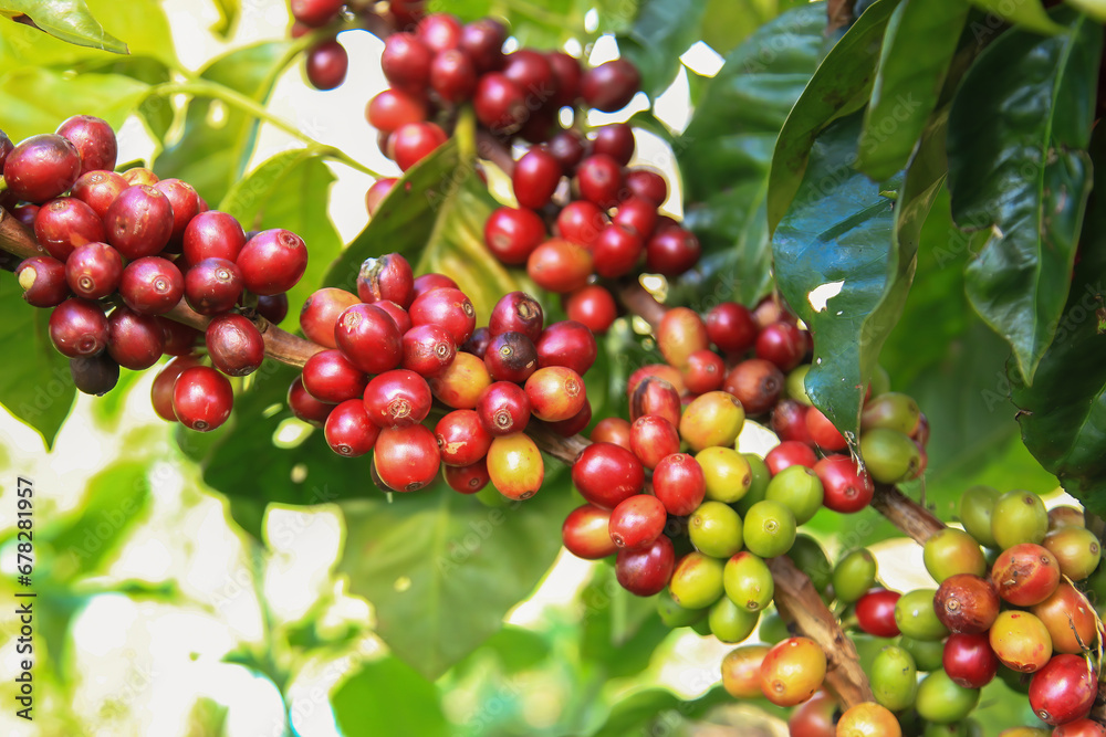 Coffee trees and seeds