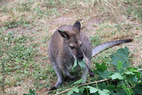 Kangaroo eating fresh maple leaves