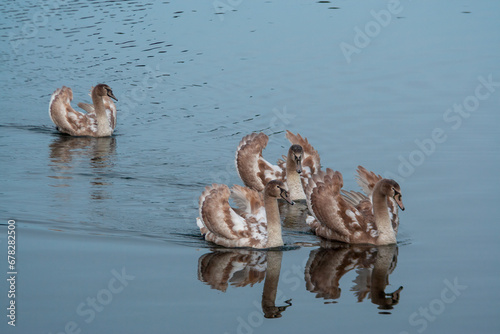 Cygnets in a Lake - 3337