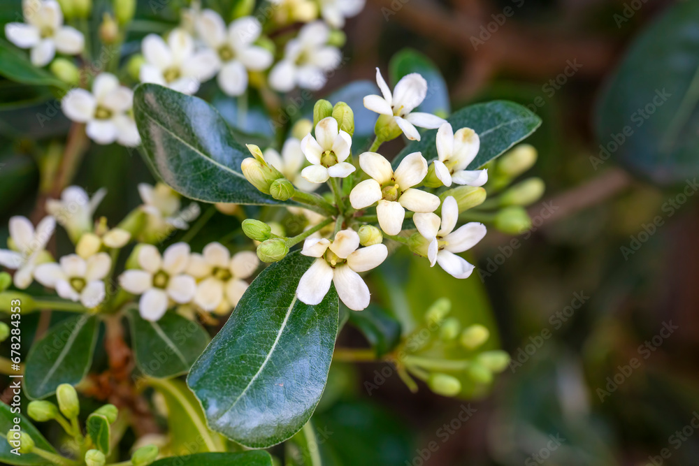 Japanese pittosporum blossoms (Pittosporum tobira)