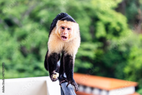 Photography Capuchin Monkey at Parador Resort and Spa Manuel Antonio Costa Rica