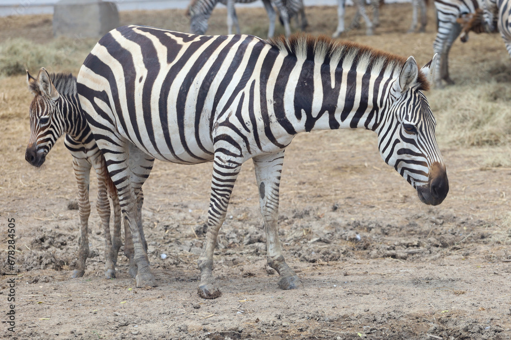 The Family burchell zebra is standing in national park