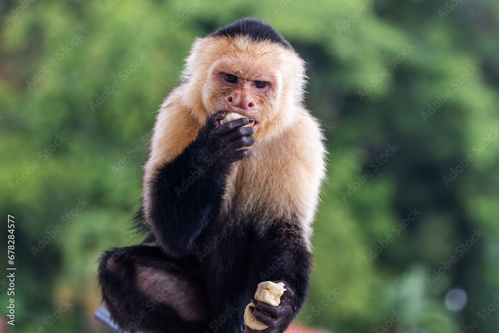 Capuchin Monkey at Parador Resort and Spa Manuel Antonio Costa Rica Capuchin Monkey at Parador Resort and Spa Manuel Antonio Costa Rica