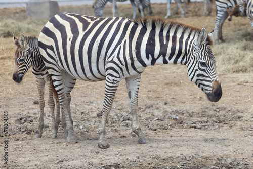 The Family burchell zebra is standing in national park