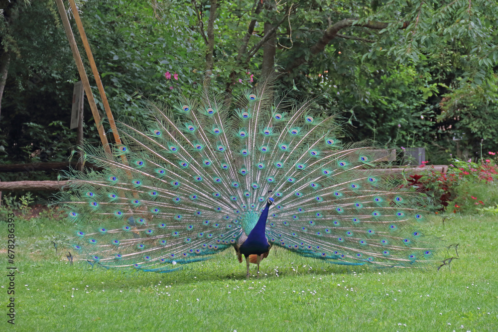 Obraz premium a peacock shows its colorful plumage