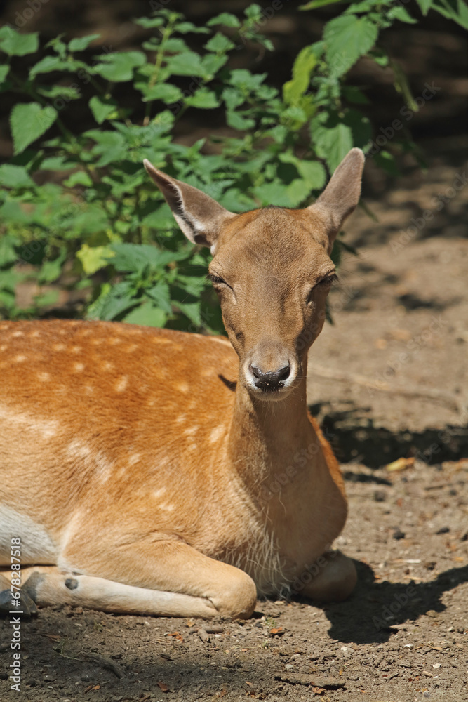 Mesopotamian hind resting in the shade