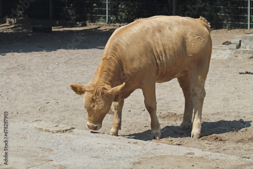Galician blond cattle in the breeding enclosure