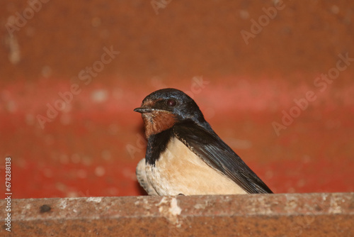 Barn swallow at its nesting site