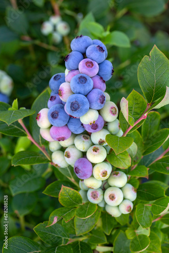 Blueberry farm with bunch o...