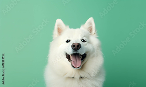 white pomeranian dog, Closeup portrait of funny, cute, happy white dog, looking at the camera with mouth open isolated on colored background. Copy space.