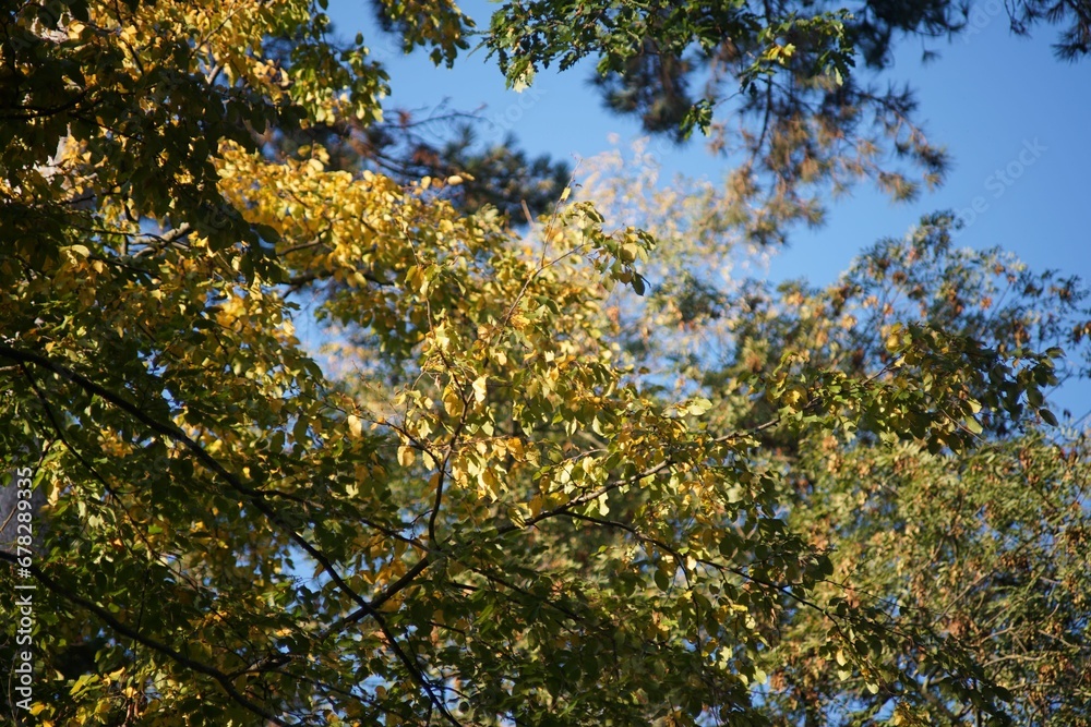 Closeup of sunlight beaming through green leaves of a tree Closeup of sunlight beaming through green leaves of a tree