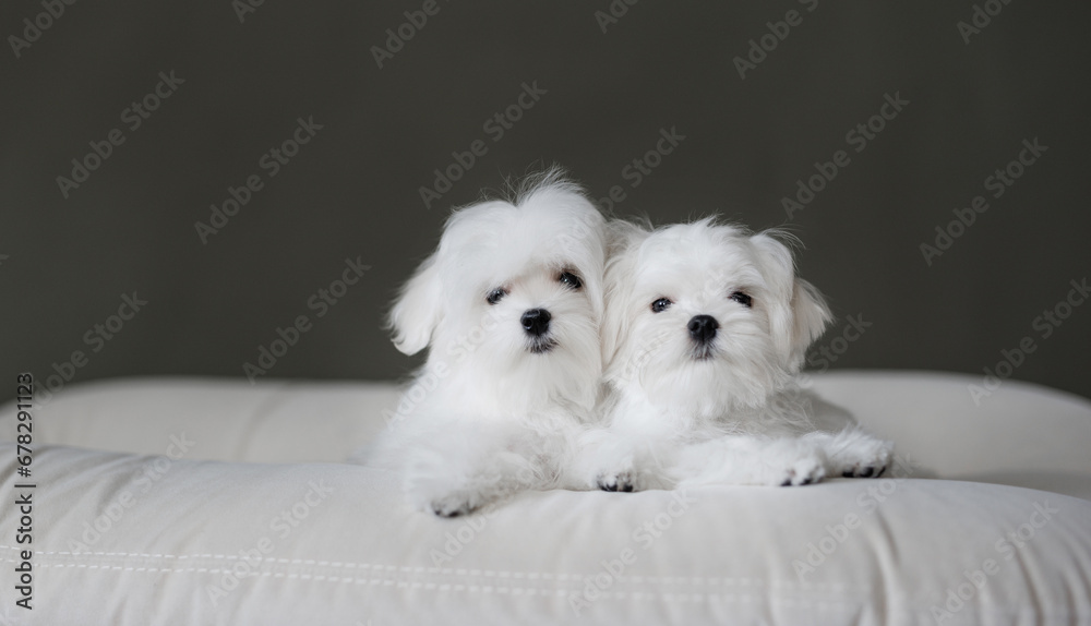 Cute small white puppies of the Maltez breed plays, rests and licks his lips on the bed.