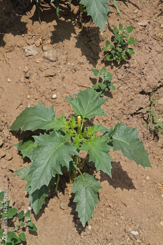 single young poisonous datura plant in the sand