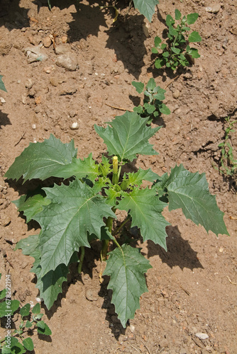 single young poisonous datura plant in the sand