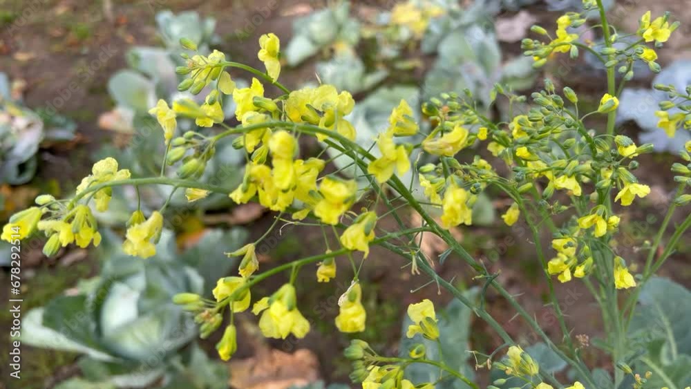 Broccoli bloom and broccoli flowering Broccoli bloom and broccoli flowering