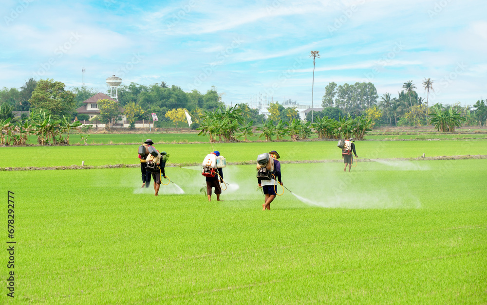 Many Thai farmer spray herbicides Farmers spray insecticides on paddy field. Many Thai farmer spray herbicides Farmers spray insecticides on paddy field.