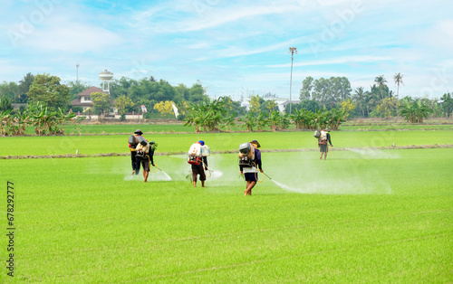 Many Thai farmer spray herbicides Farmers spray insecticides on paddy field.