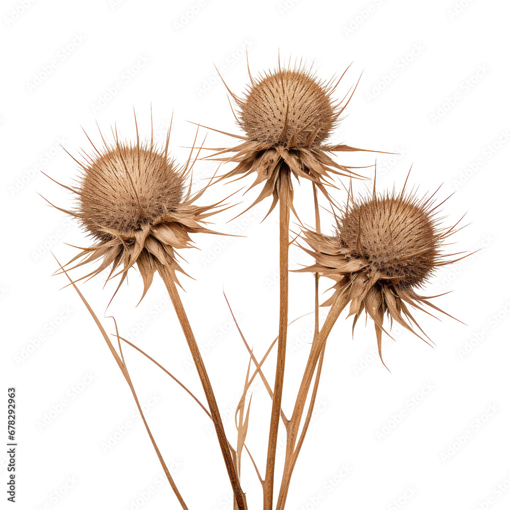 Dried Flower on isolated background