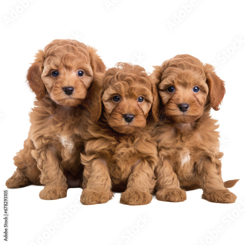  puppys on isolated background