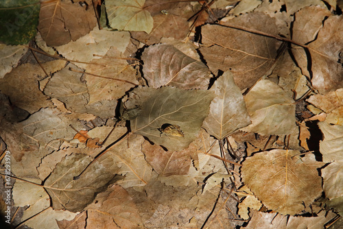 a very well camouflaged butterfly miked in the autumn leaves