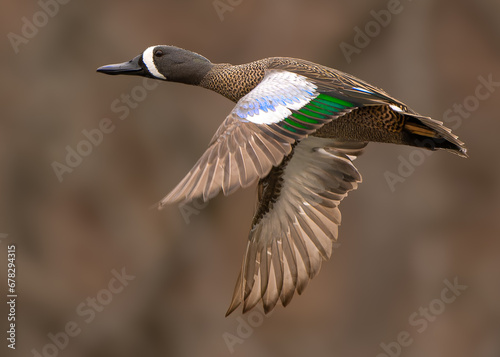 blue wing teal  photo