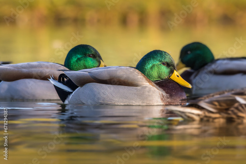 mallard swimming on the surface of a pond in the light of an autumn morning