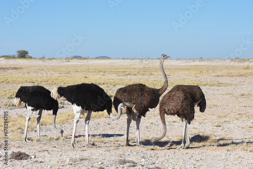 Strauße (struthio camelus) im Etoscha Nationalpark in Namibia. 