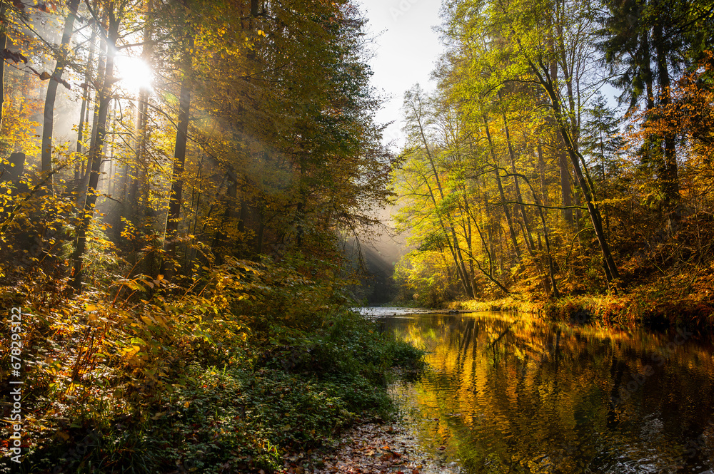 Obraz premium Colorful autumn forest with sunny ray on river bank, Kamenice.